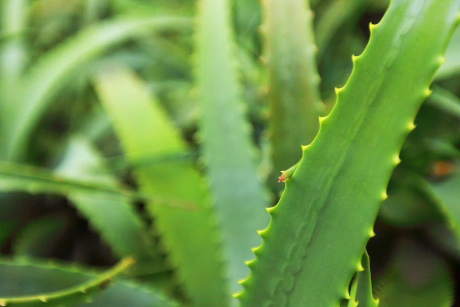 Aloe, idrossiantracene e ritiro degli integratori