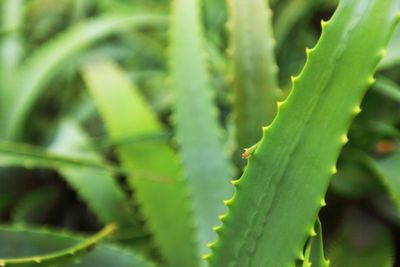 Aloe, idrossiantracene e ritiro degli integratori