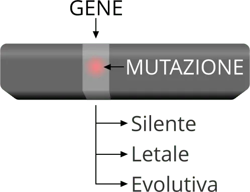 Gene, mutazione e evoluzione.